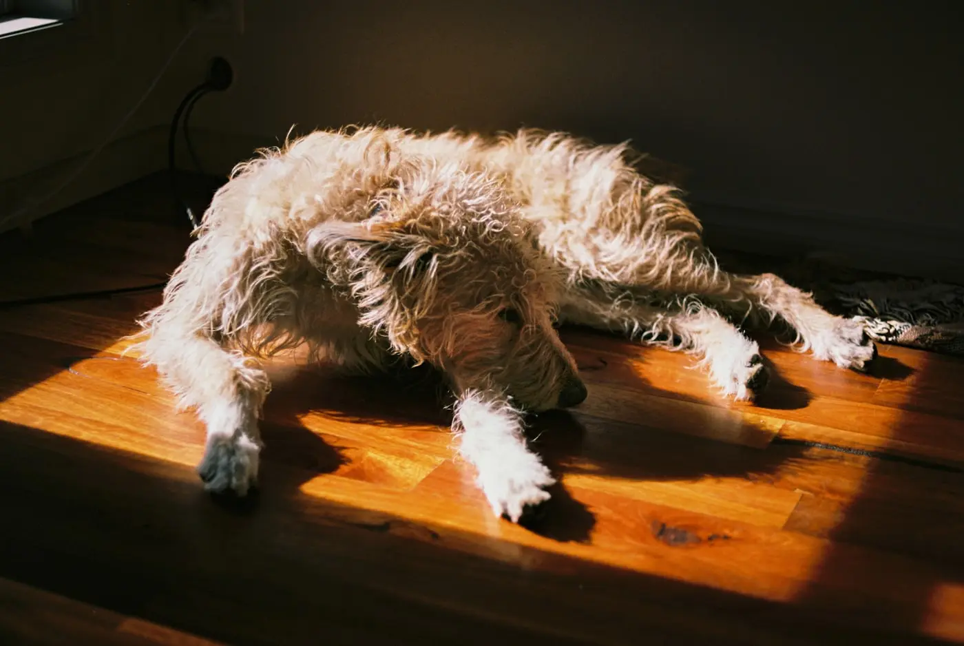 Un perro descansando en el suelo dentro de un rayo de sol