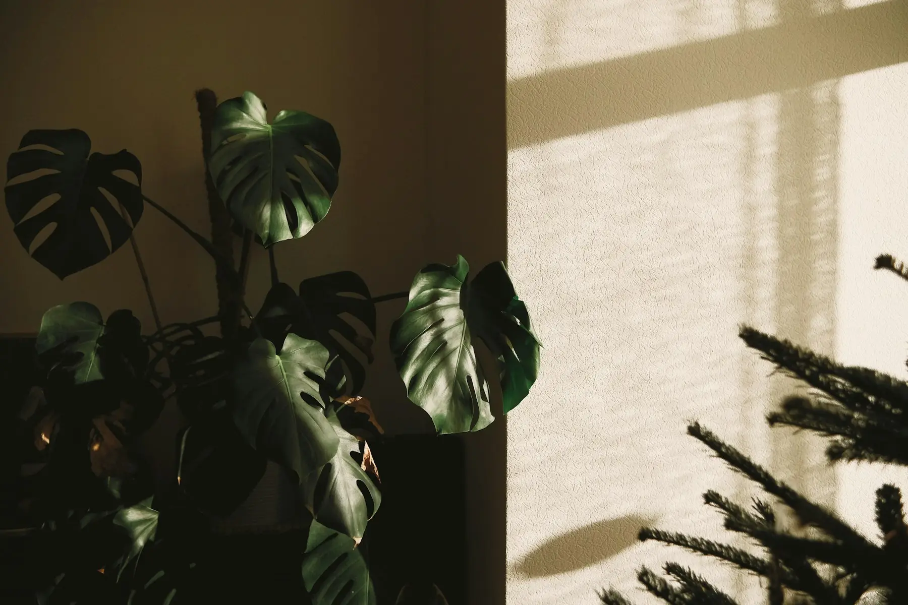 Hojas de monstera y la sombra de una ventana sobre la pared